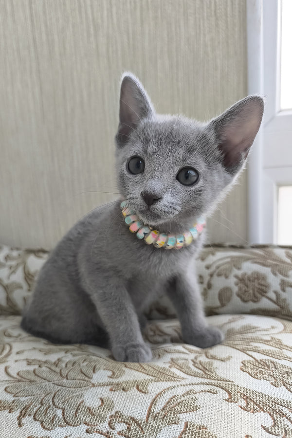 Victoria | Russian Blue Kitten