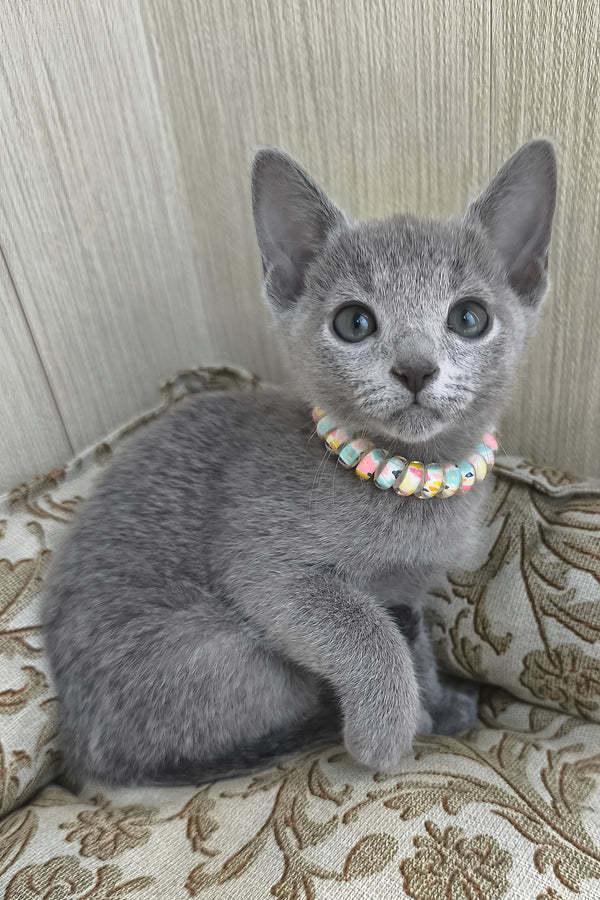 Victoria | Russian Blue Kitten