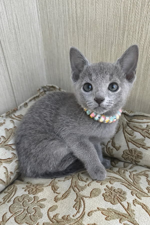 Victoria | Russian Blue Kitten