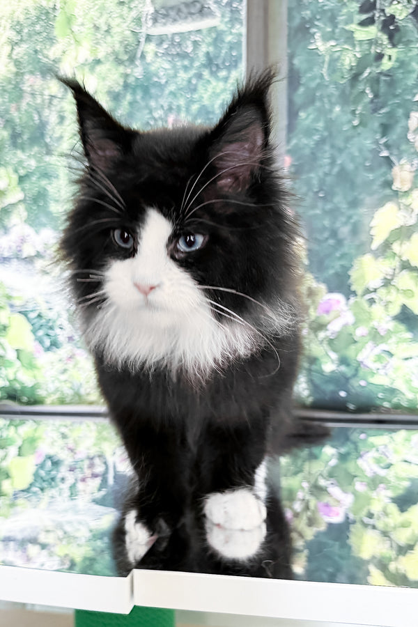 Viking | Maine Coon Kitten