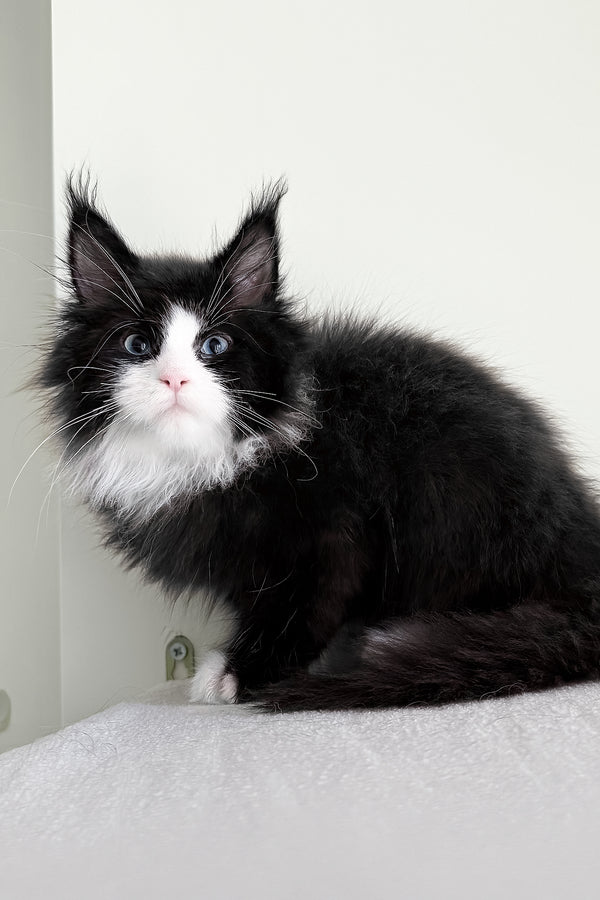 Viking | Maine Coon Kitten
