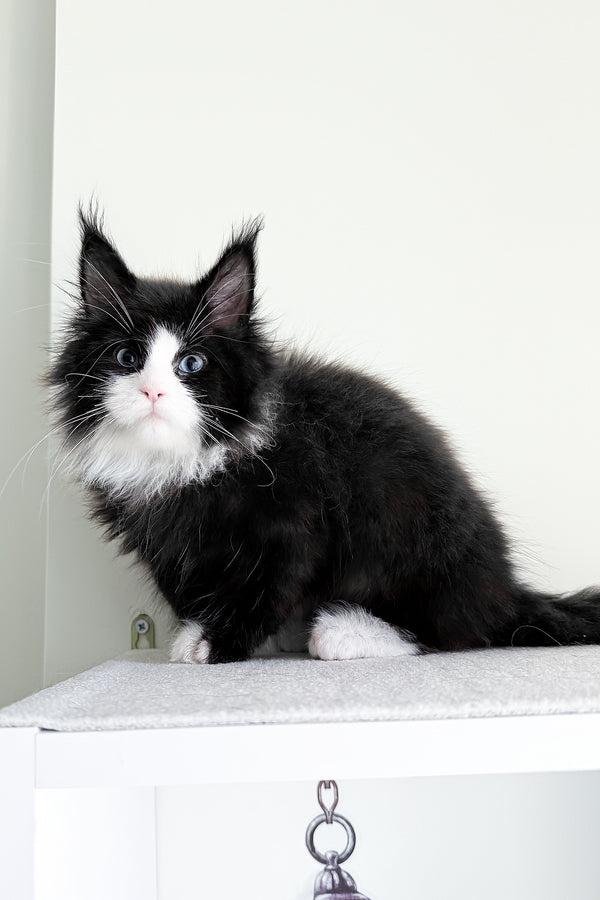 Viking | Maine Coon Kitten