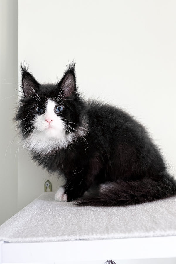 Viking | Maine Coon Kitten