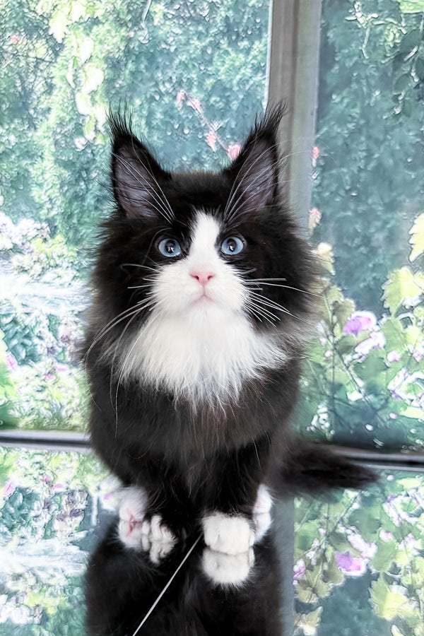 Viking | Maine Coon Kitten
