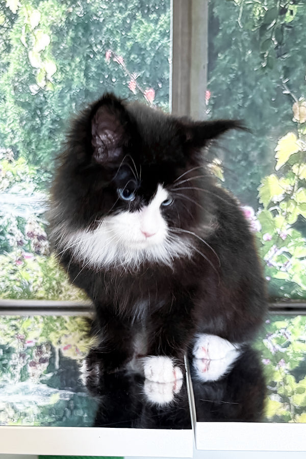 Viking | Maine Coon Kitten