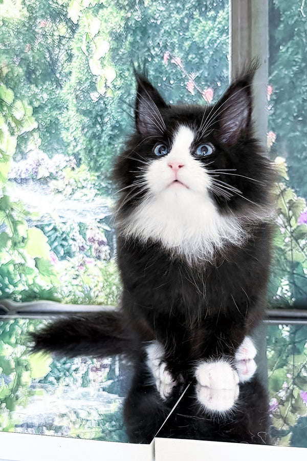Viking | Maine Coon Kitten