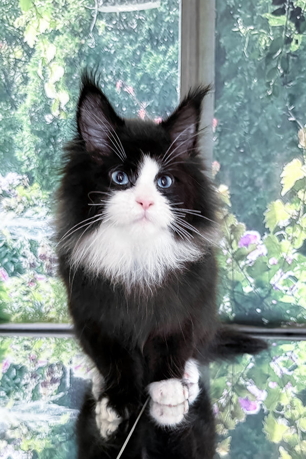 Viking | Maine Coon Kitten