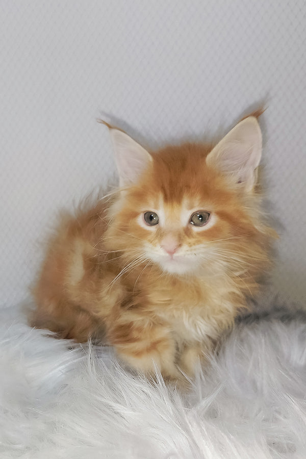 Vladimir | Maine Coon Kitten