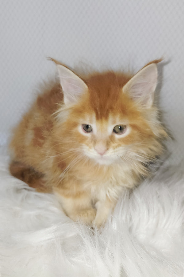 Vladimir | Maine Coon Kitten