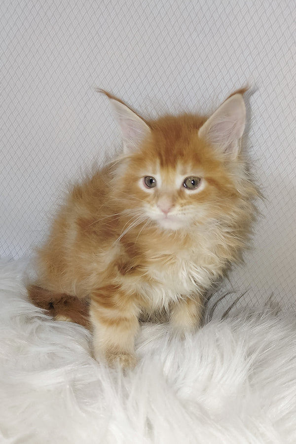 Vladimir | Maine Coon Kitten