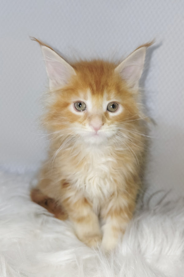 Vladimir | Maine Coon Kitten