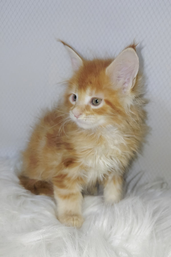 Vladimir | Maine Coon Kitten