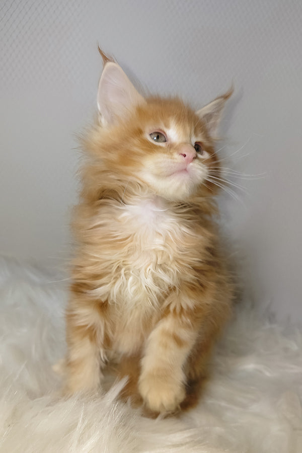 Vladimir | Maine Coon Kitten