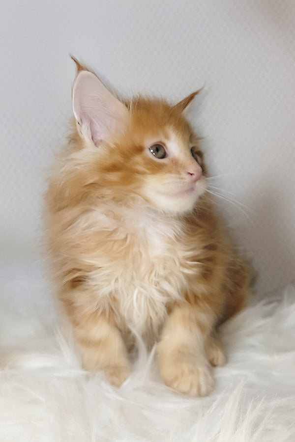 Vladimir | Maine Coon Kitten