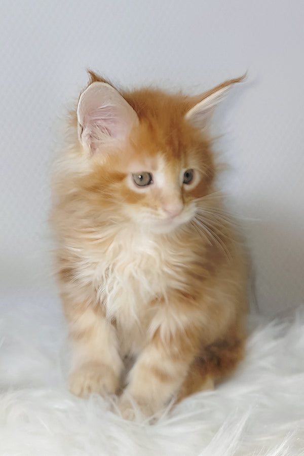 Vladimir | Maine Coon Kitten