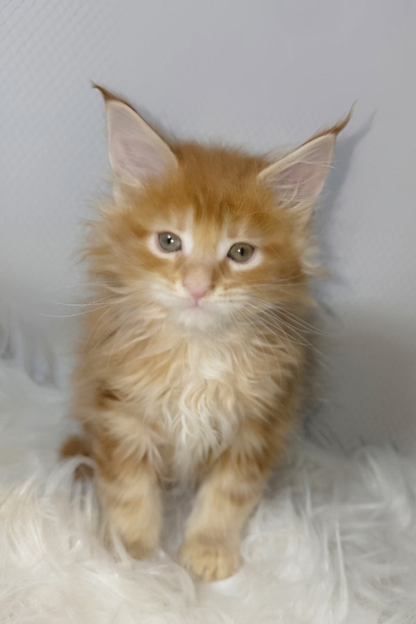 Vladimir | Maine Coon Kitten