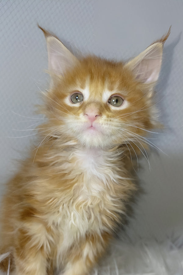 Vladimir | Maine Coon Kitten