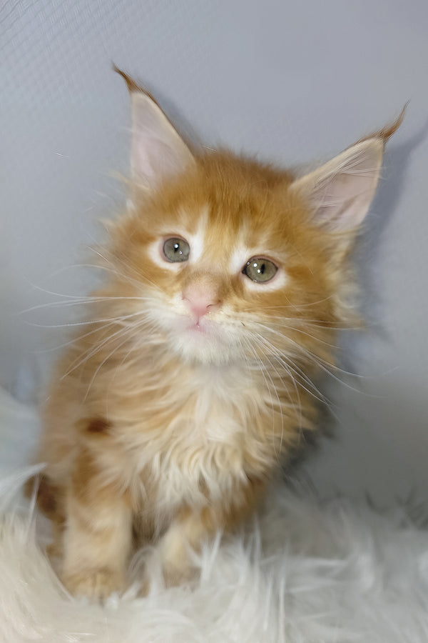 Vladimir | Maine Coon Kitten