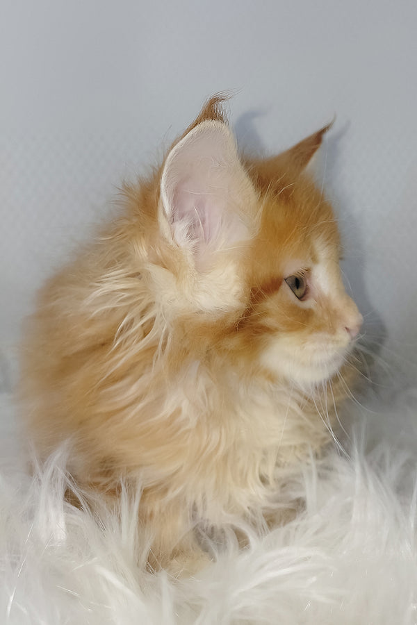Vladimir | Maine Coon Kitten