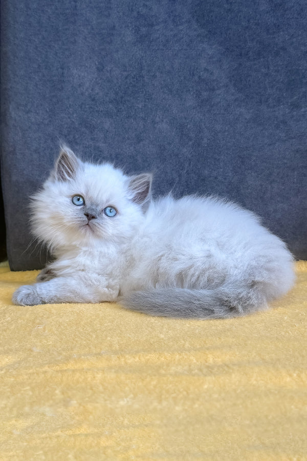 Viking | Scottish Straight Kitten