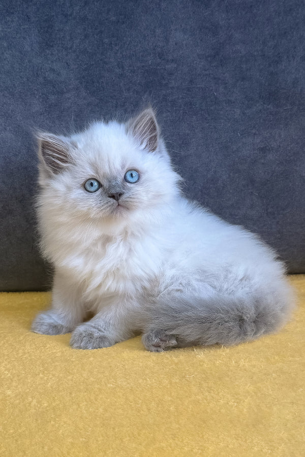Viking | Scottish Straight Kitten