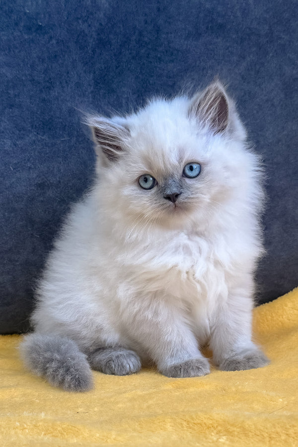 Viking | Scottish Straight Kitten