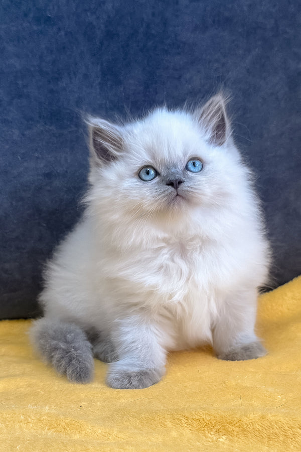 Viking | Scottish Straight Kitten