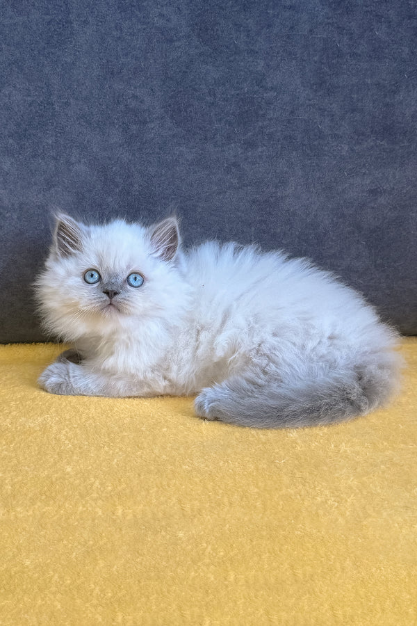 Viking | Scottish Straight Kitten