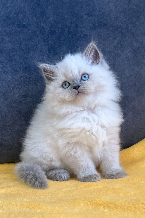 Viking | Scottish Straight Kitten