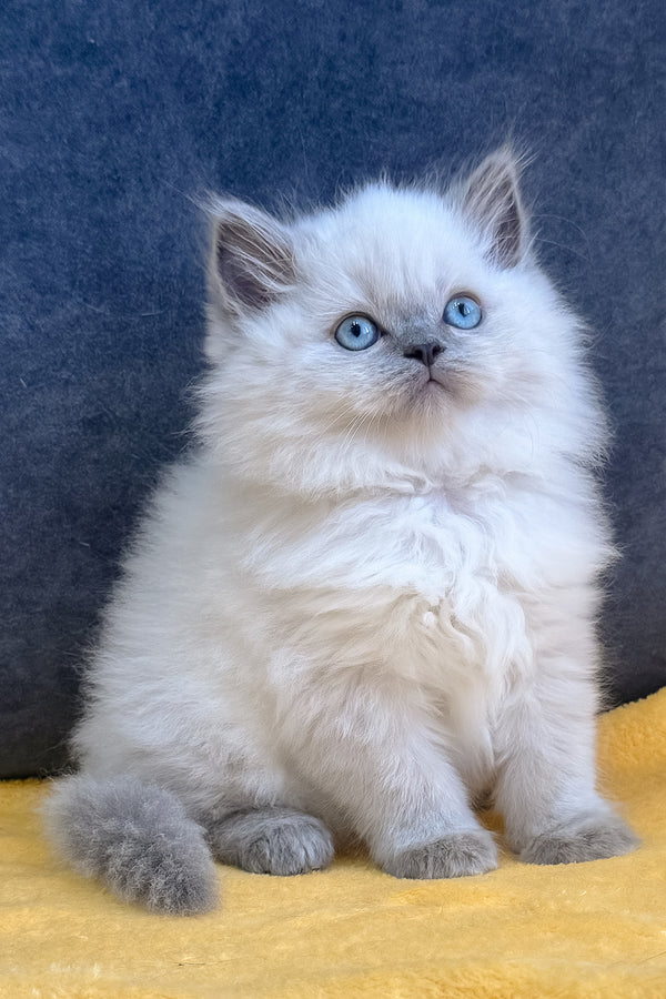 Viking | Scottish Straight Kitten