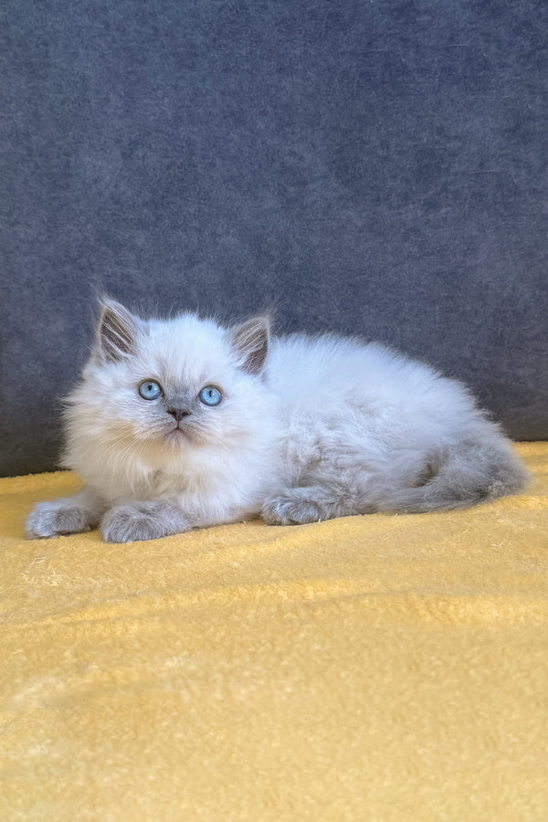 Viking | Scottish Straight Kitten