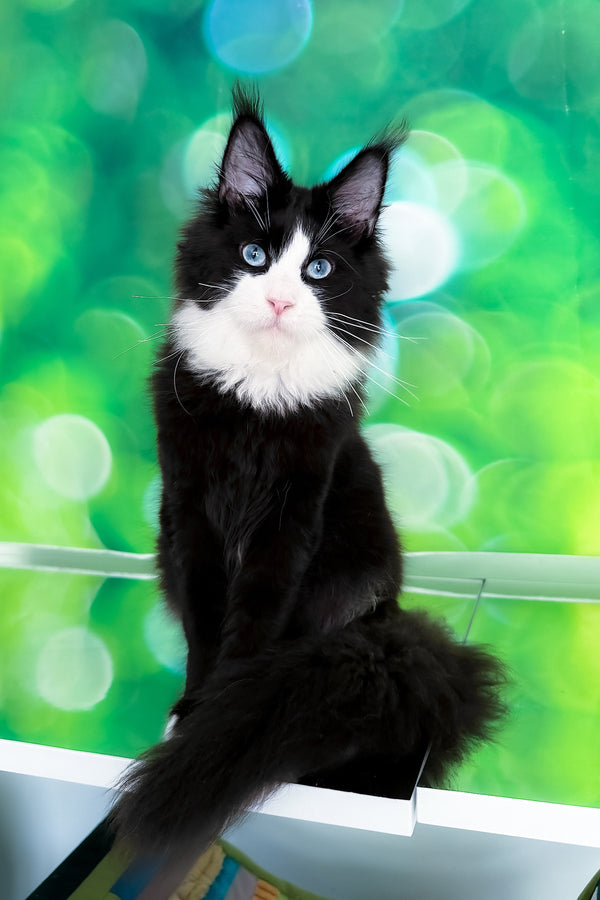 Viking | Maine Coon Kitten