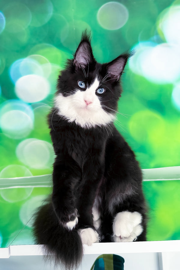 Viking | Maine Coon Kitten