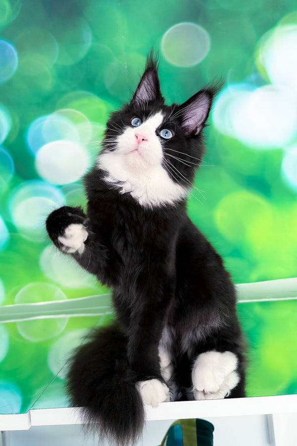 Viking | Maine Coon Kitten