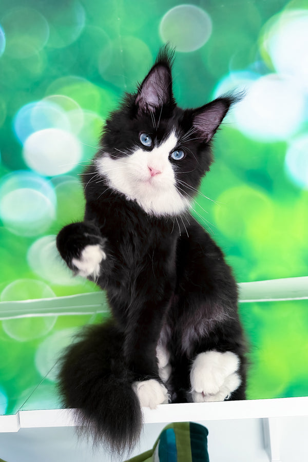 Viking | Maine Coon Kitten