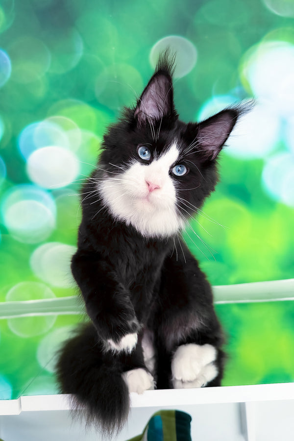 Viking | Maine Coon Kitten