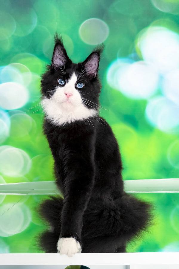 Viking | Maine Coon Kitten