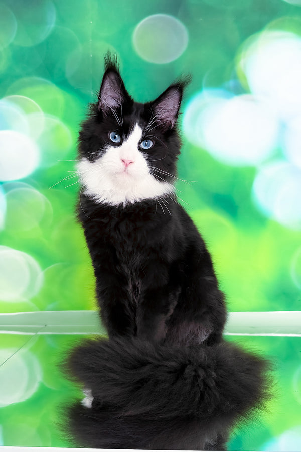 Viking | Maine Coon Kitten
