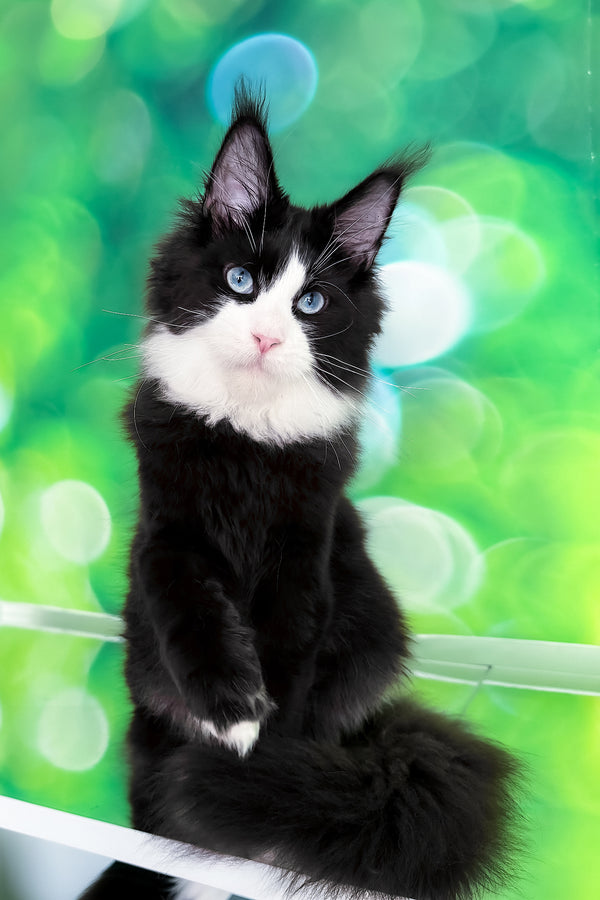 Viking | Maine Coon Kitten