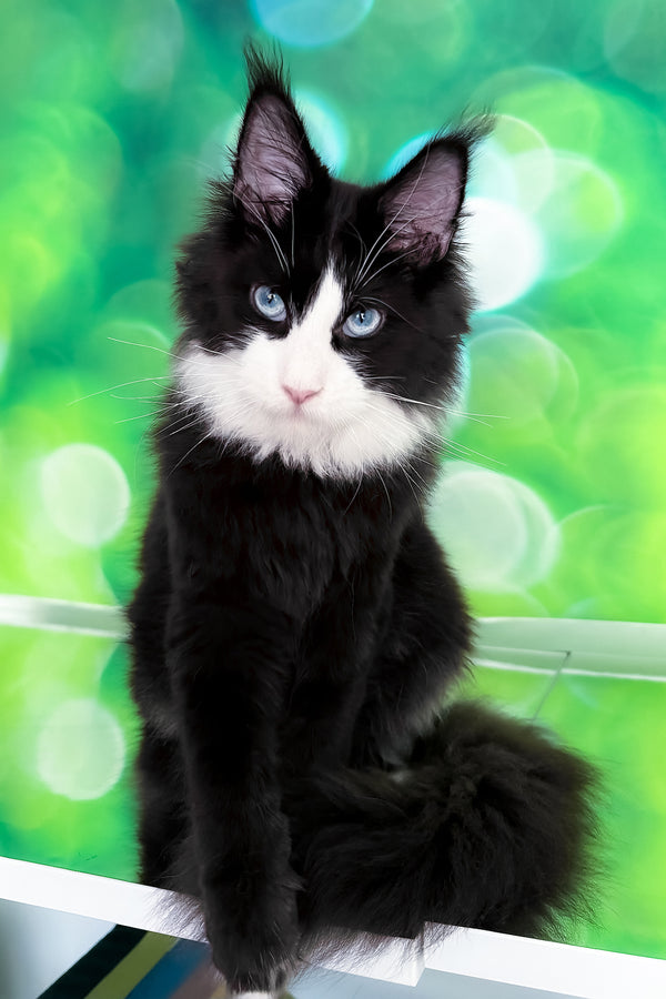 Viking | Maine Coon Kitten