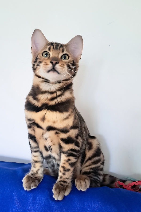 Viktor | Bengal Kitten