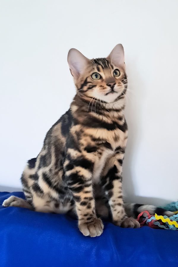 Viktor | Bengal Kitten