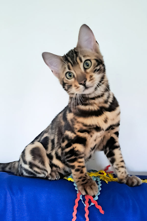 Viktor | Bengal Kitten