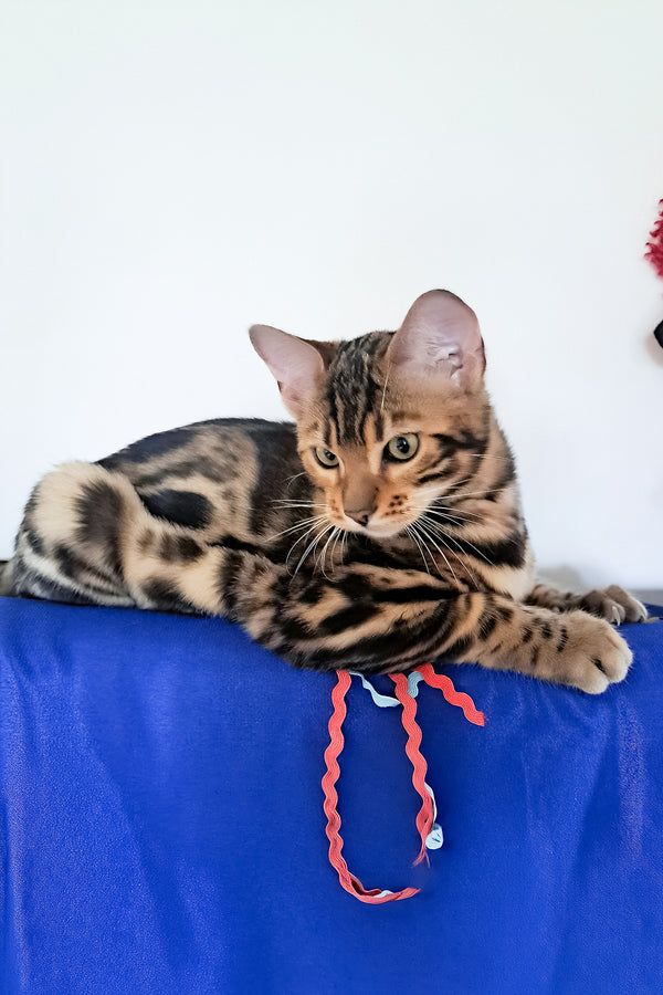 Viktor | Bengal Kitten