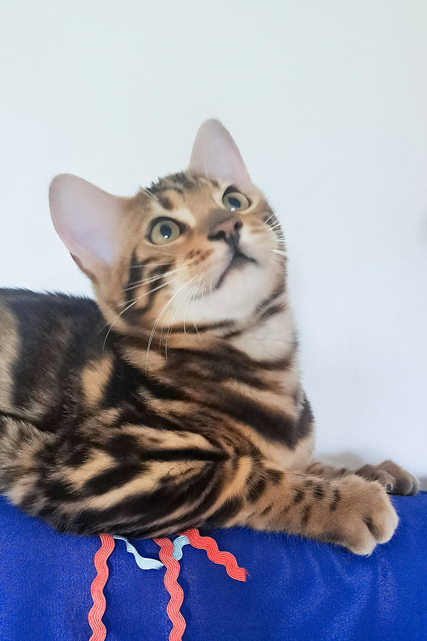 Viktor | Bengal Kitten
