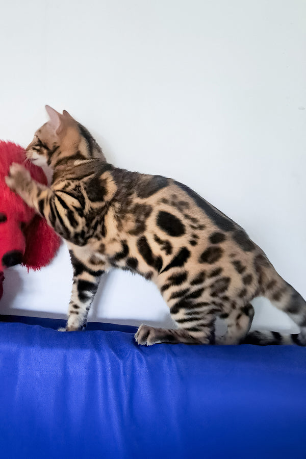 Viktor | Bengal Kitten