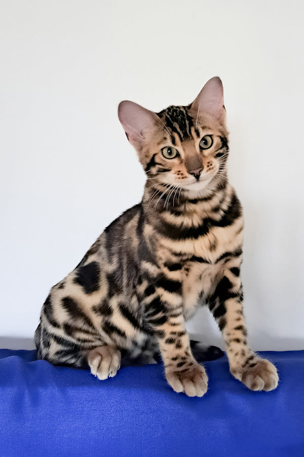 Viktor | Bengal Kitten
