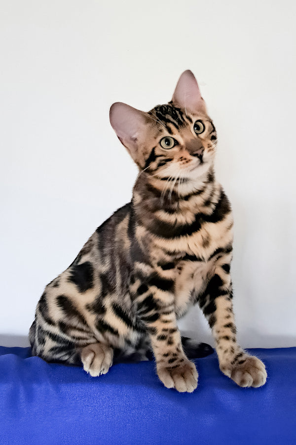 Viktor | Bengal Kitten