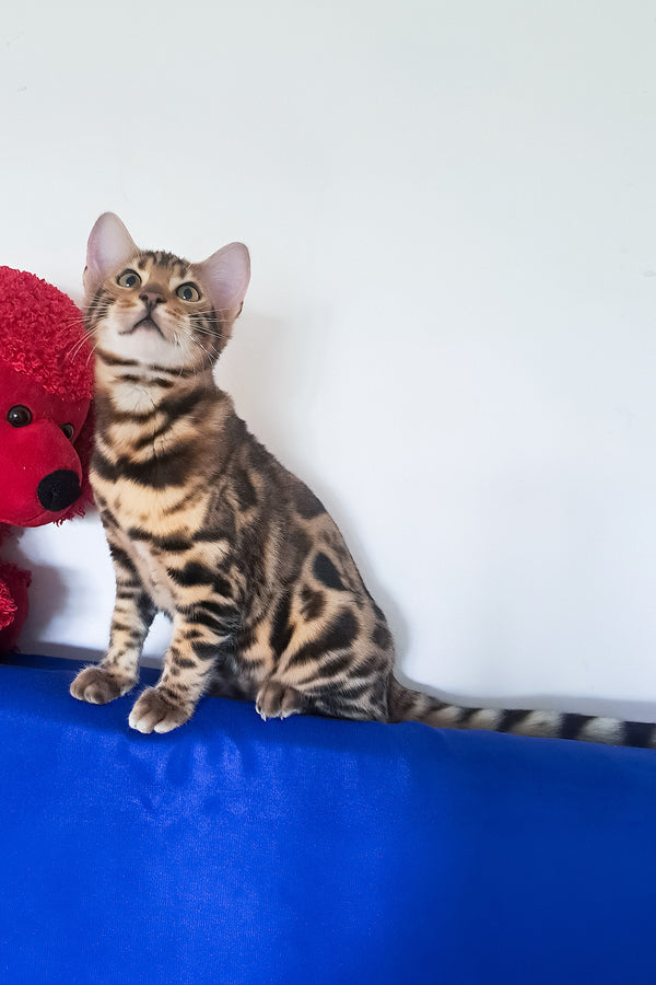 Viktor | Bengal Kitten