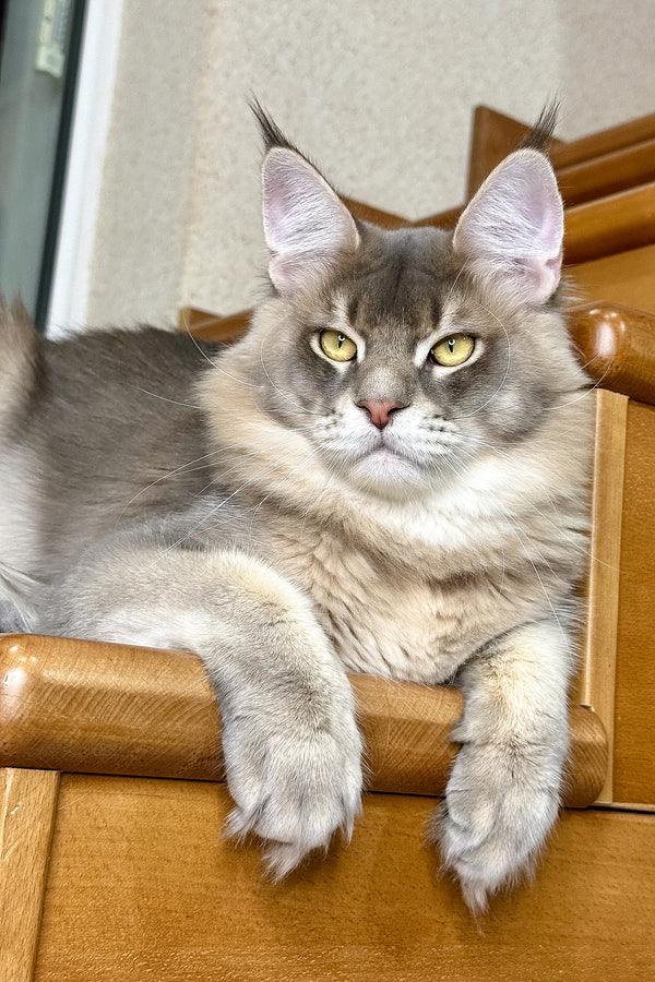 Villamon | Golden Maine Coon Kitten